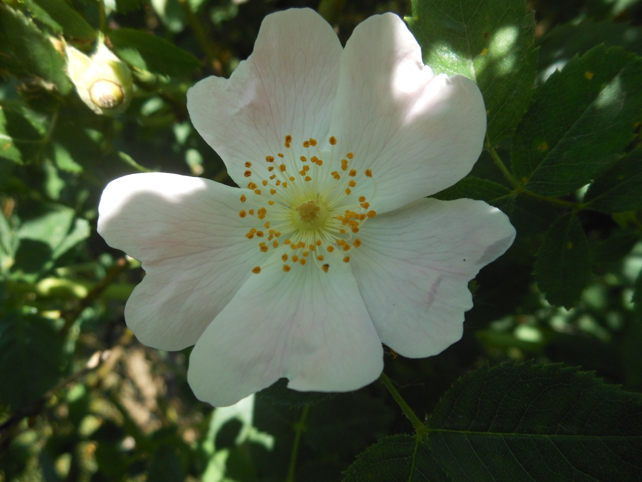 Rosa squarrosa / Rosa pustolosa